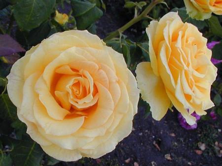 roses en duo